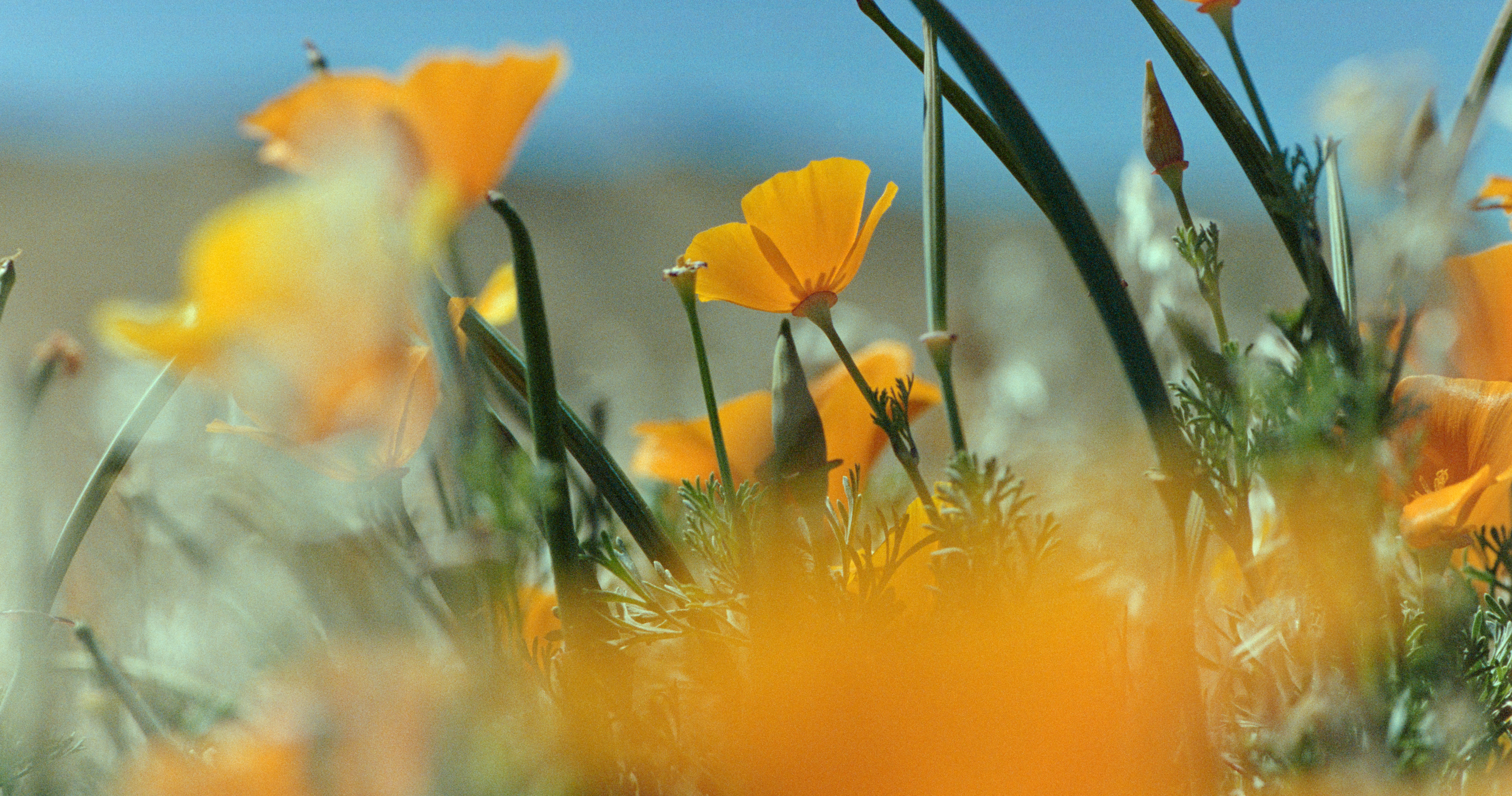 Vibrant flowers against an open blue sky.
