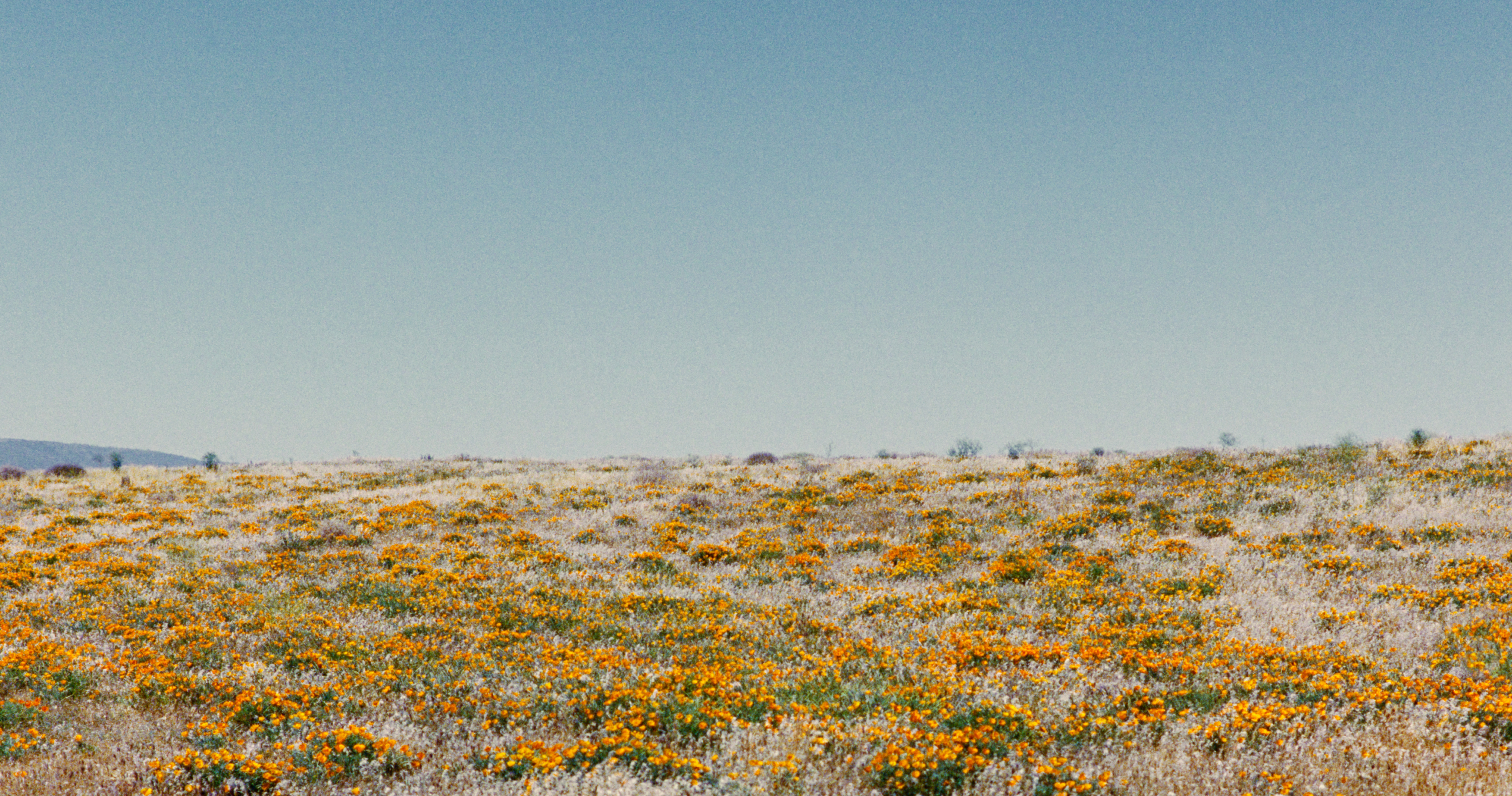 A sunlit field of California poppies