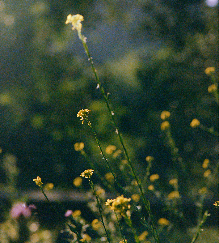 Tall yellow wildflowers with thin green stems stand against a softly blurred, sunlit background, conveying a serene and natural atmosphere.